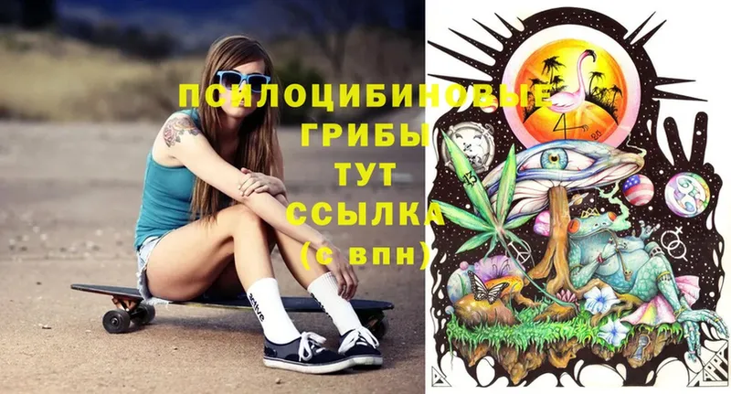 купить   Ярославль  Псилоцибиновые грибы Cubensis 